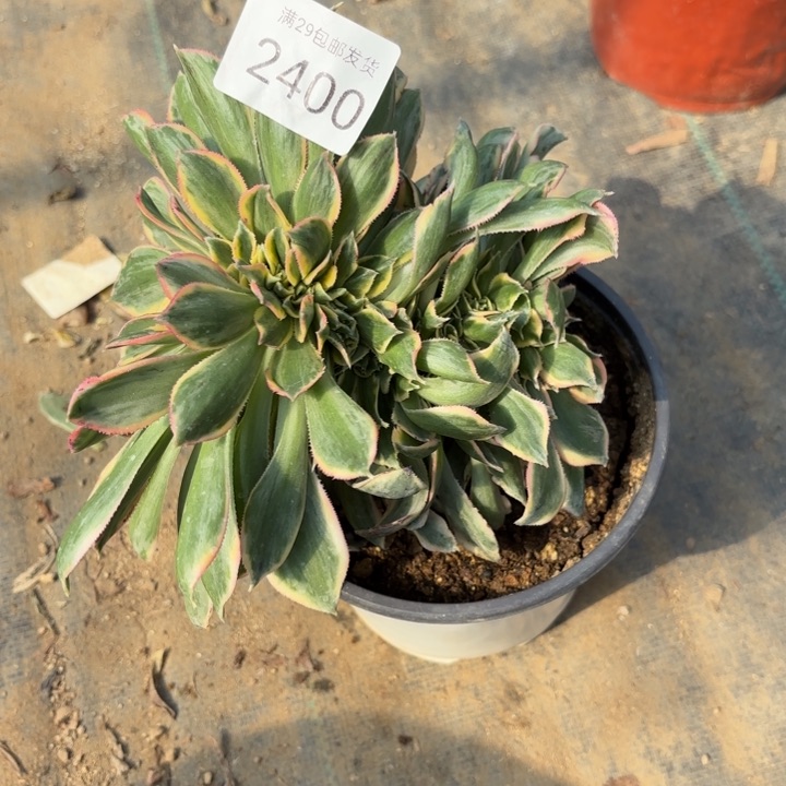 灿烂坠多肉法师2400