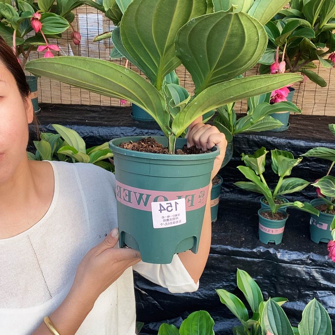 木本植物丽*诺木本花卉154