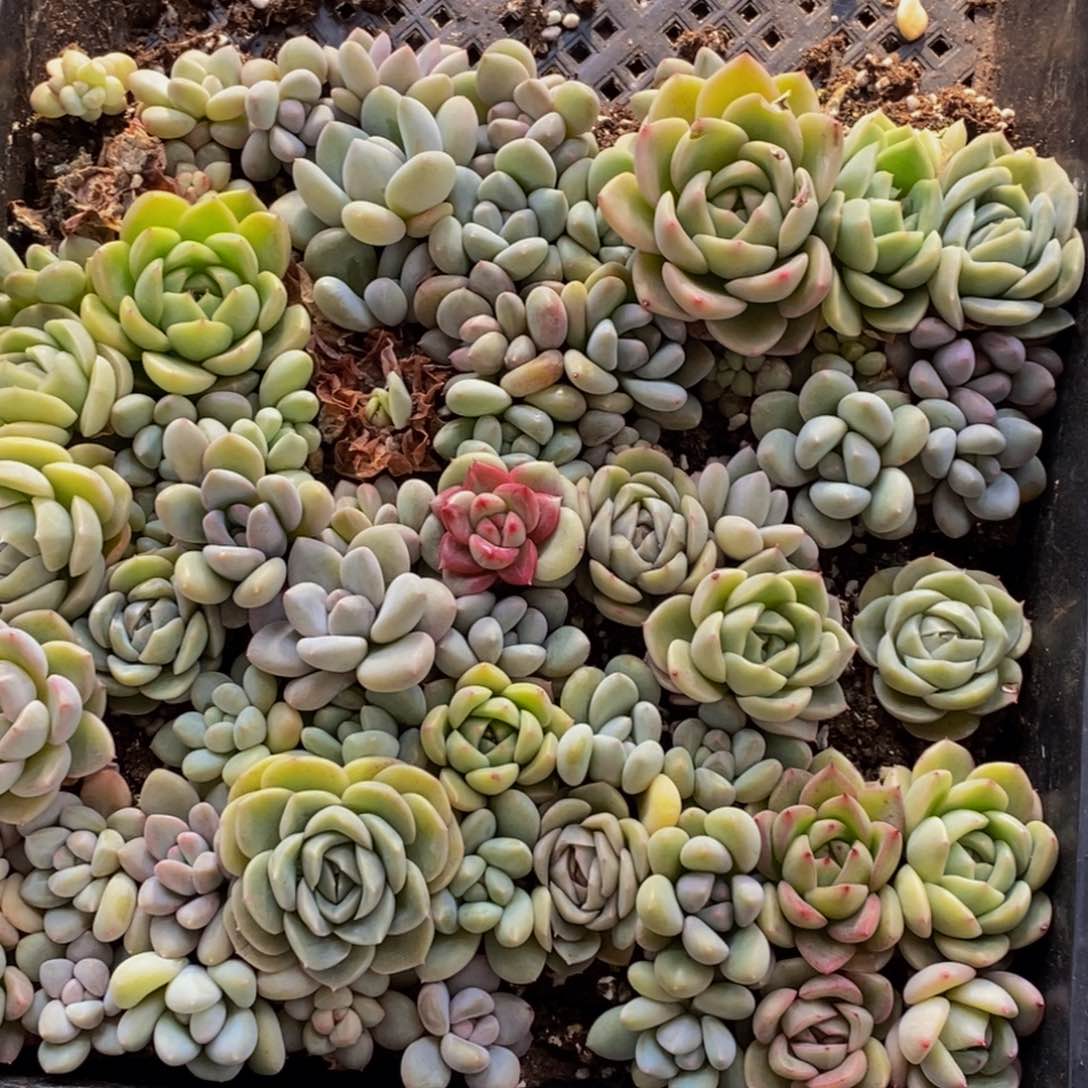 295多肉植物保护研究所所长