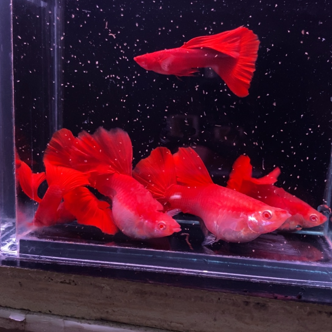 夏***烤孔雀鱼极品血红三对