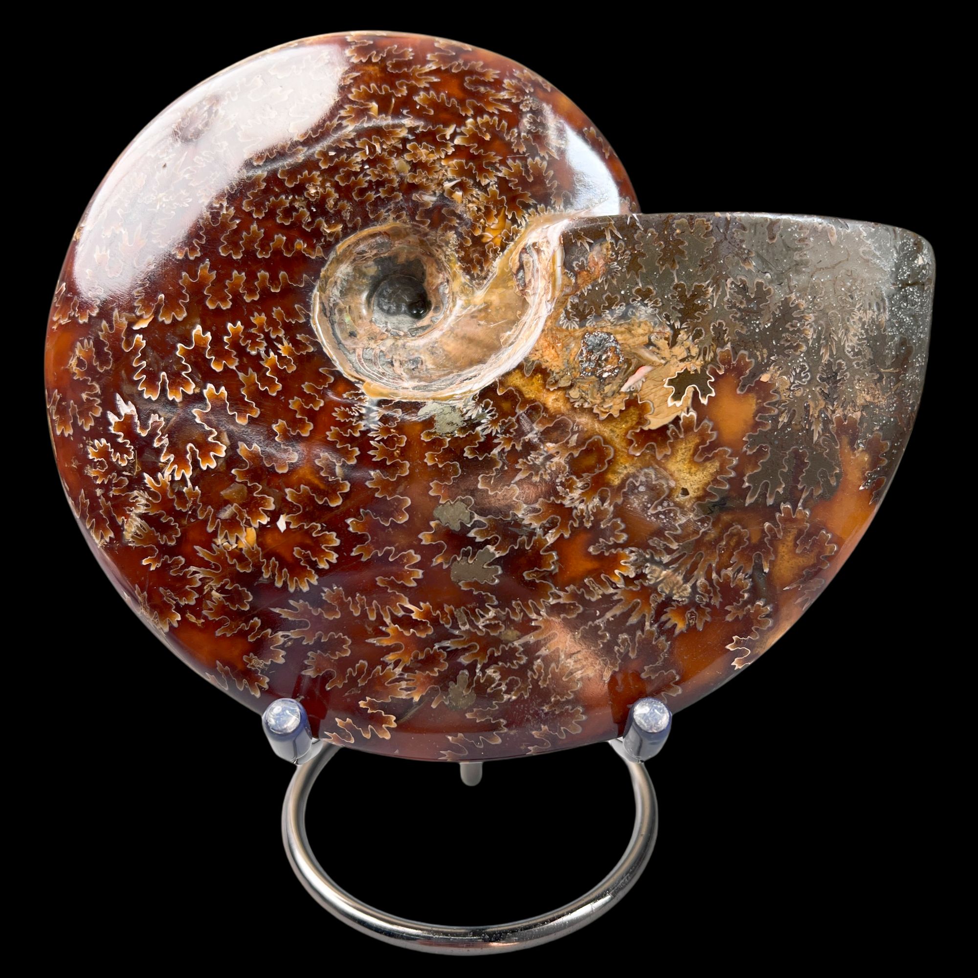 【 叶菊石（摆件）】160.6mm 玉化 马达加斯加 BZ 古贝壳N-1 H1