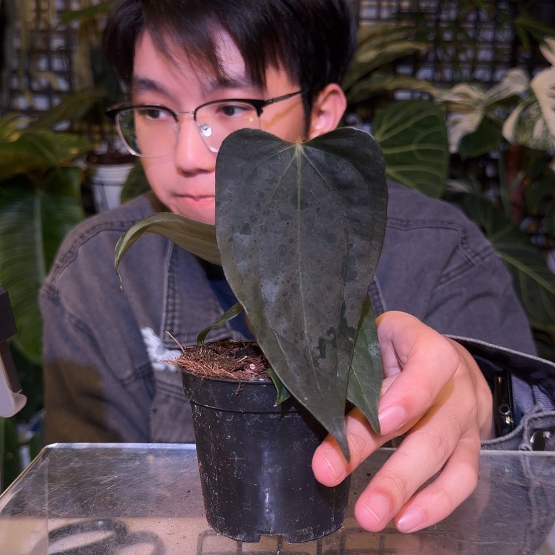 完全开放F406西尼亚桃