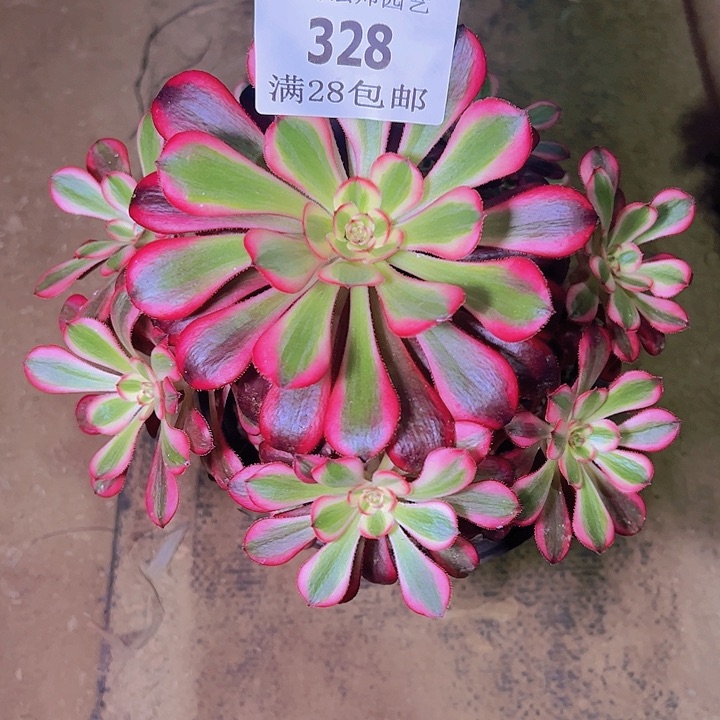 328丽娜多肉植物老桩