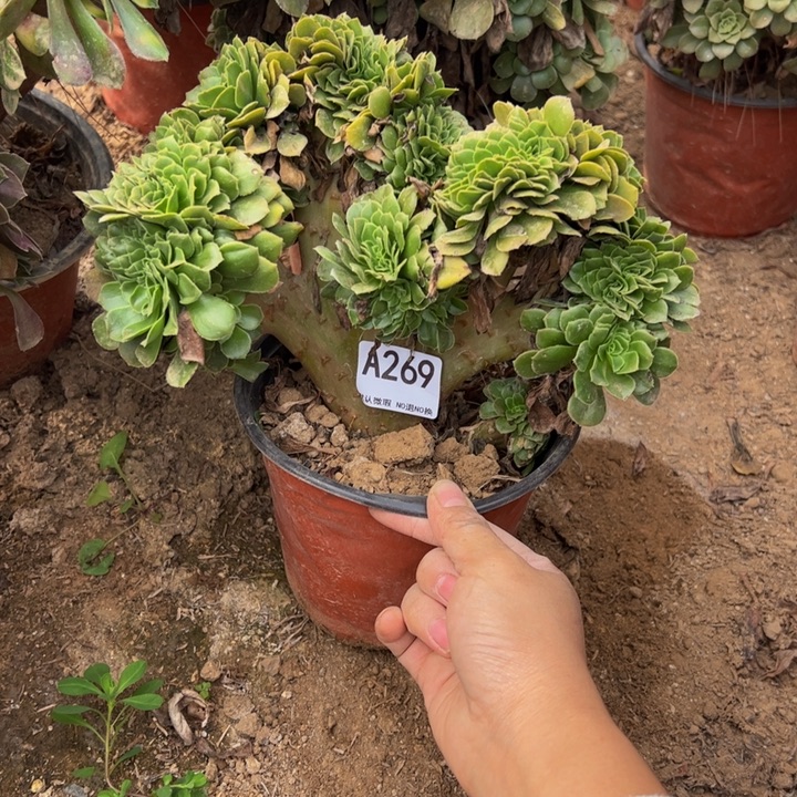 绿缀多肉植物269.