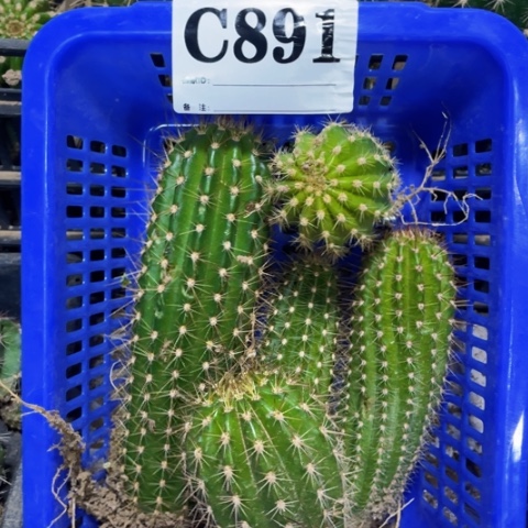 种子苗毛花柱c 891