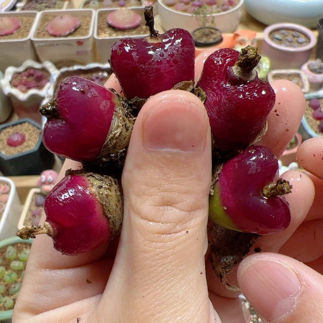 【闪购商品】84 车厘子x5