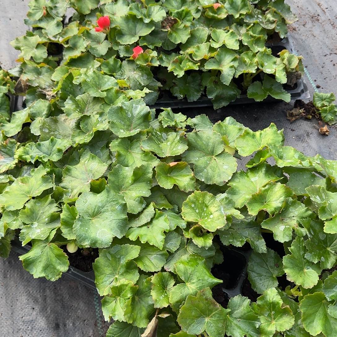 全部花苞福利6盆 丽格的