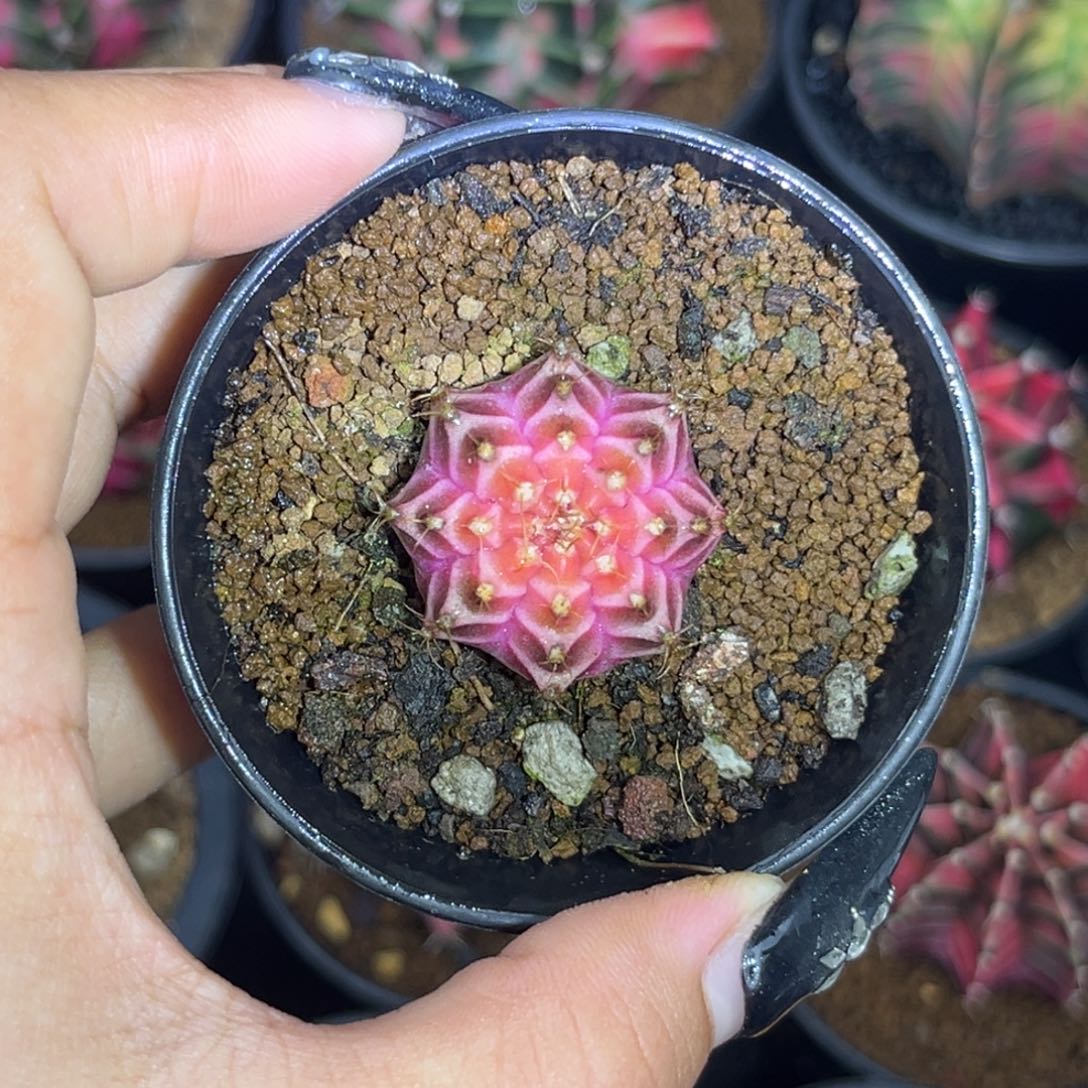 泰系紫轮回 带盆土发货
