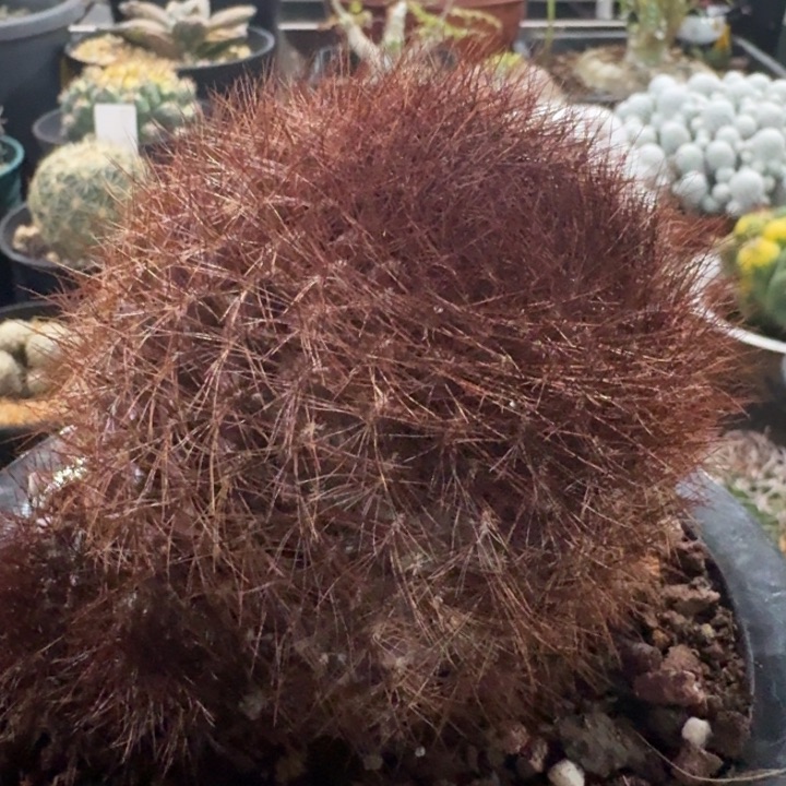 百丝巢自根仙人球