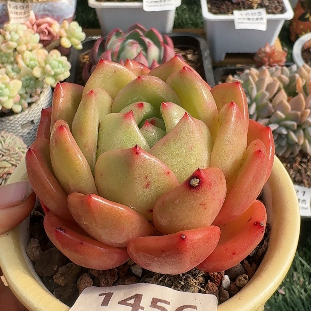 1456一物一拍（满28包邮）