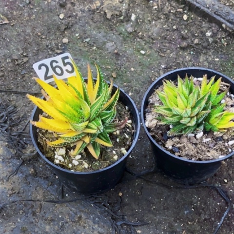 265硬叶锦如图东北不拍货