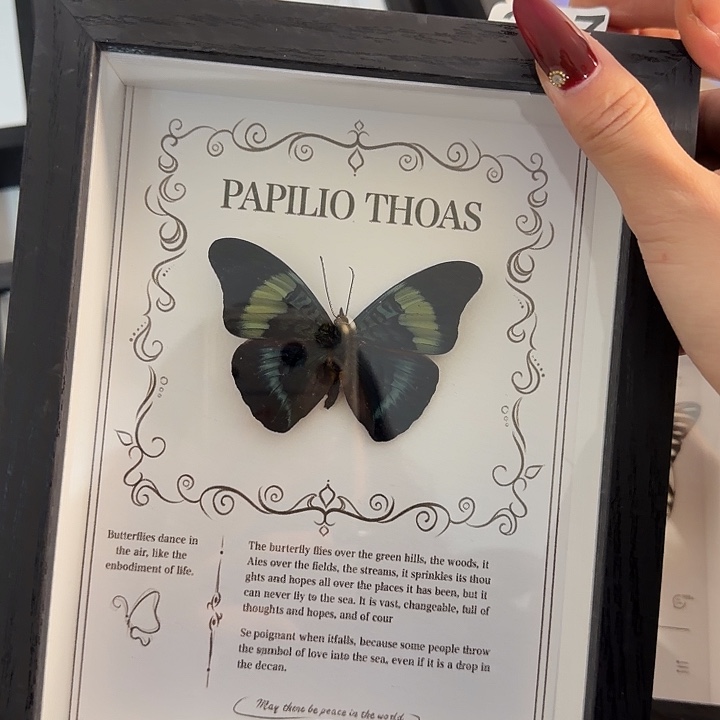 317蝴蝶蝴蝶蝴蝶蝴蝶