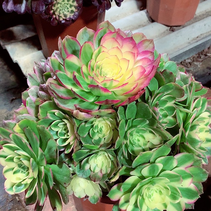 海王捧花，多肉植物