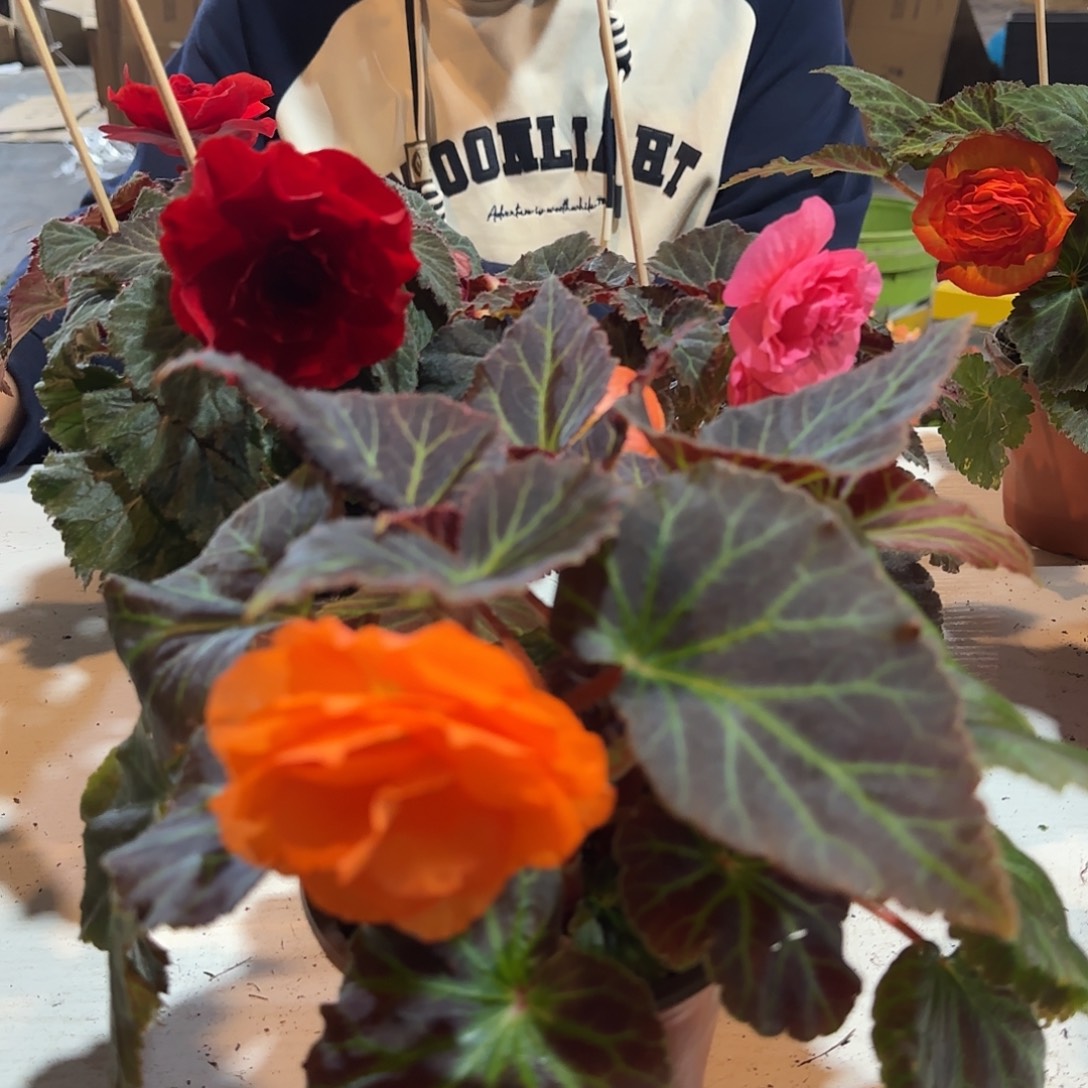 摩卡浅橙➕红➕摩卡粉掉花折叶正常介意勿拍不拍保温冻死不售后