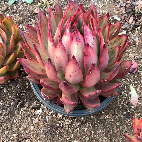 服****》美肉特价活动开始啦