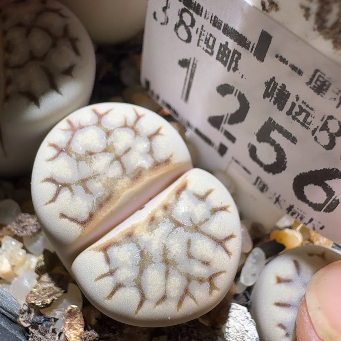 Zzz精品生石花 1256