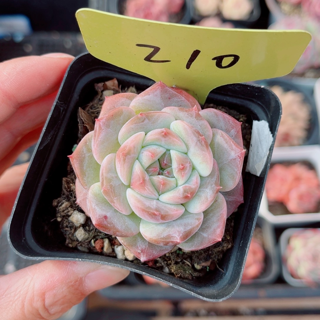 昱***语210号小老桩珍妮单头
