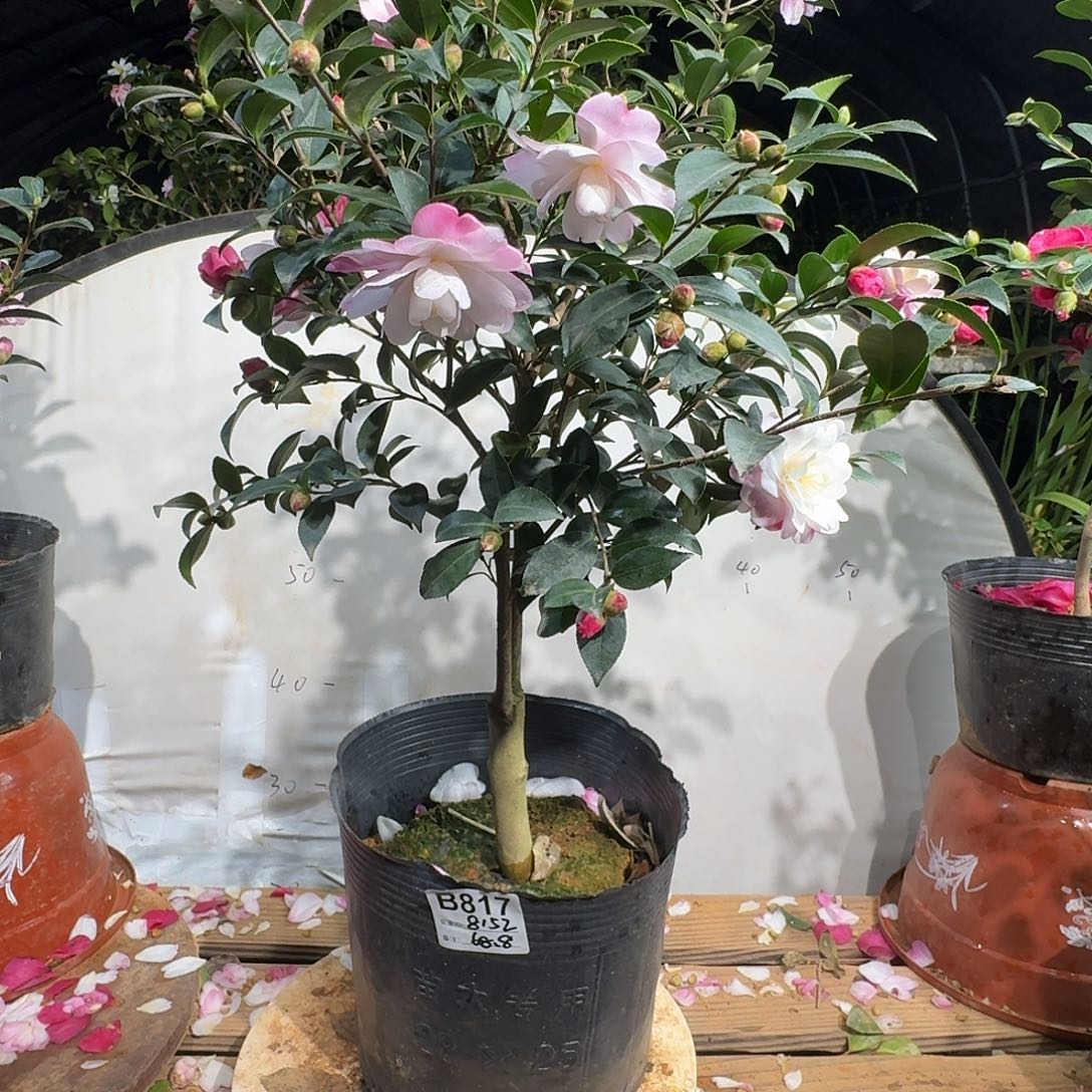 无花朵8152英八68.8茶梅