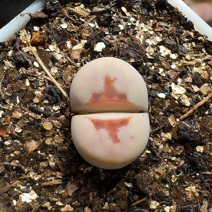 生石花233:：：。  171