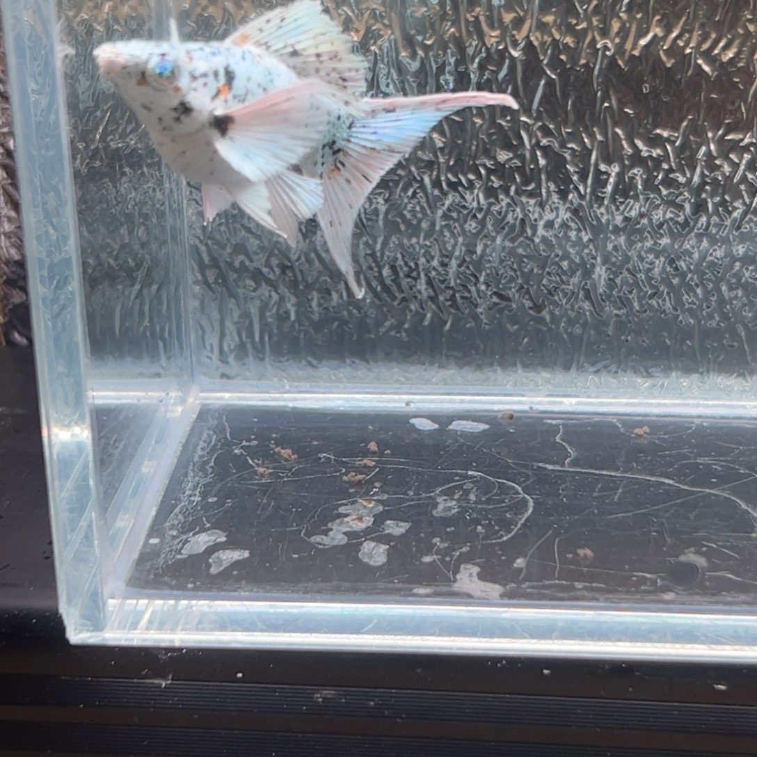 孔雀鱼玛丽鱼一条奶牛母