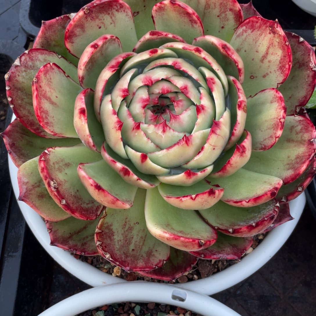 惊鸿仙子冠服19左右