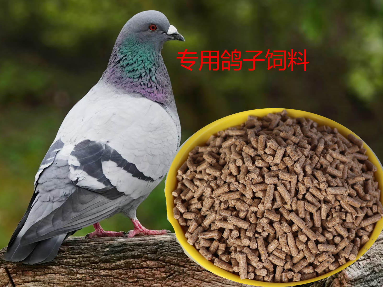 鸽子颗粒饲料观赏鸽肉鸽信鸽鸟粮高营养高蛋白通用颗粒618饲料