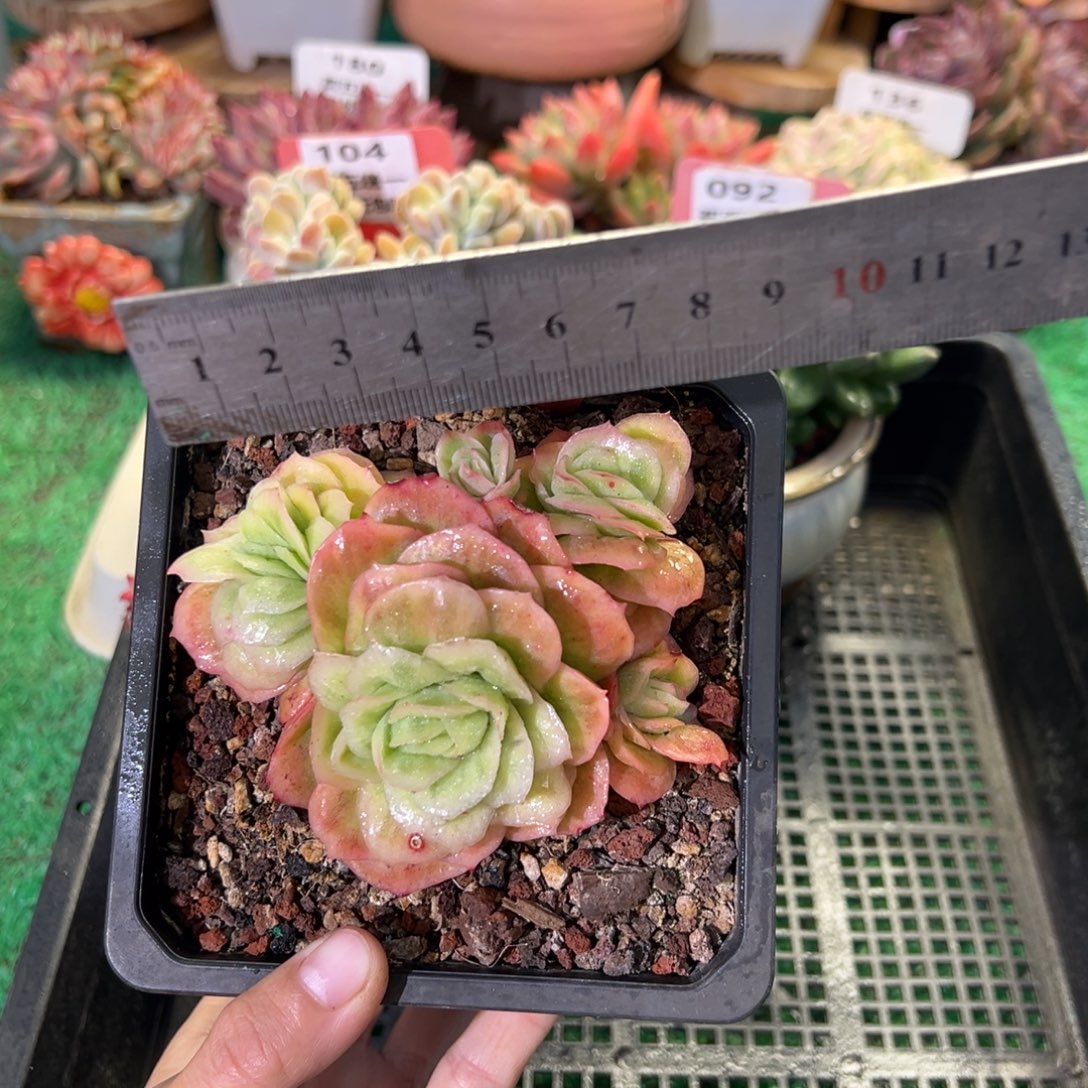 表妹精品多肉植物