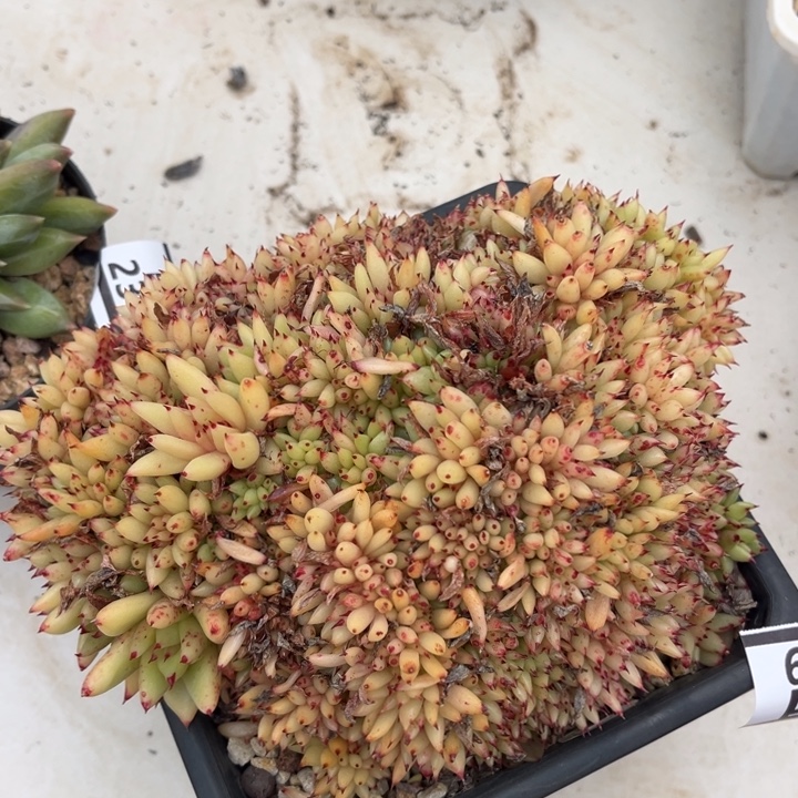 虎鲸2399多肉植物