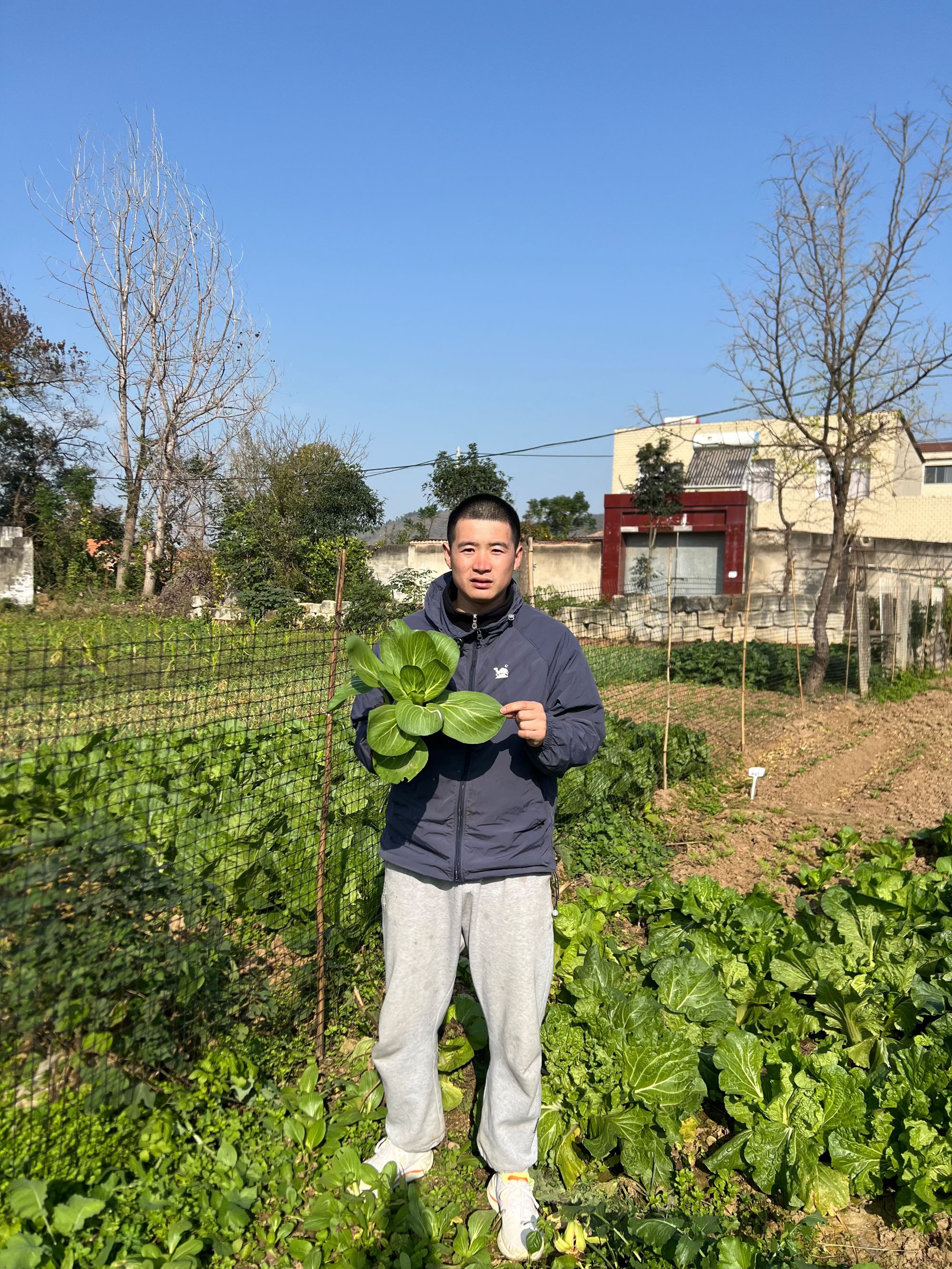 上海青小菜园种植冬季蔬菜种子