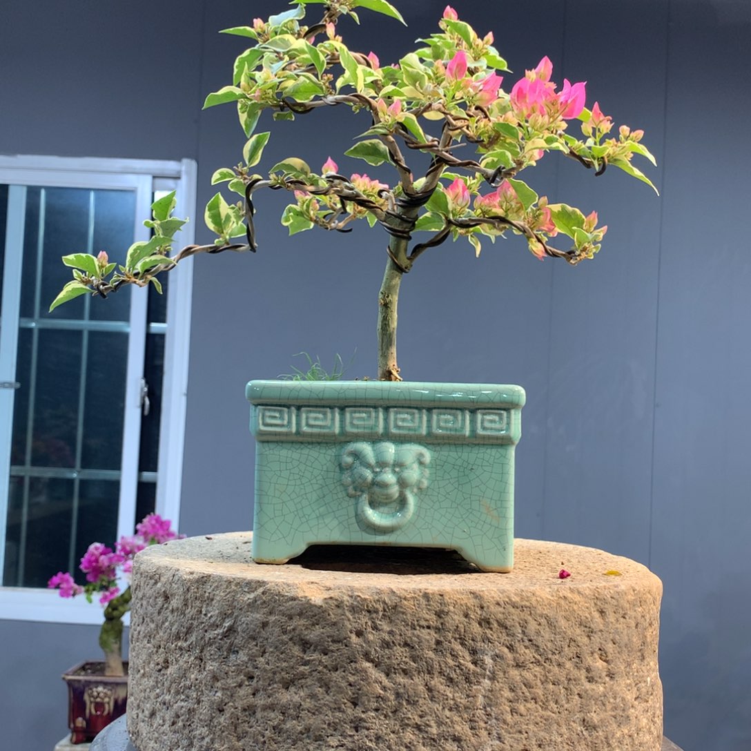 大量花朵（建议范围：8朵-15朵 或40%以上）