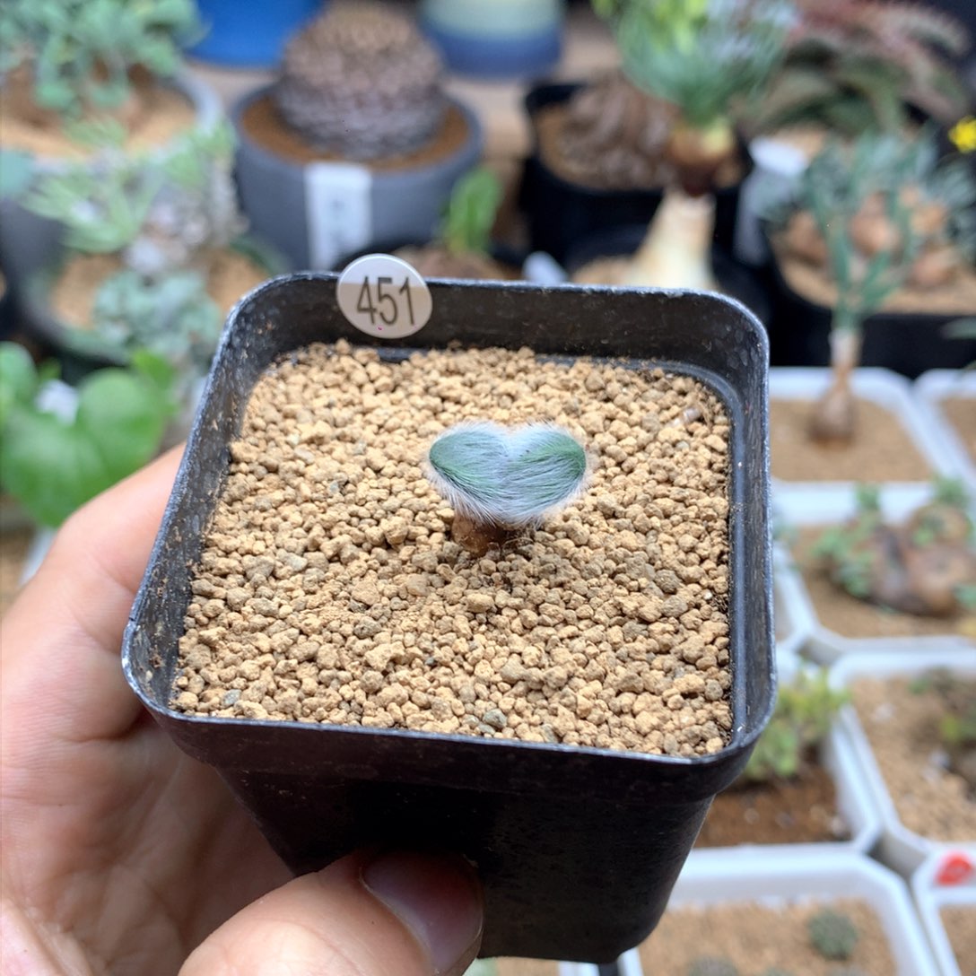 毛叶石蒜多肉带盆