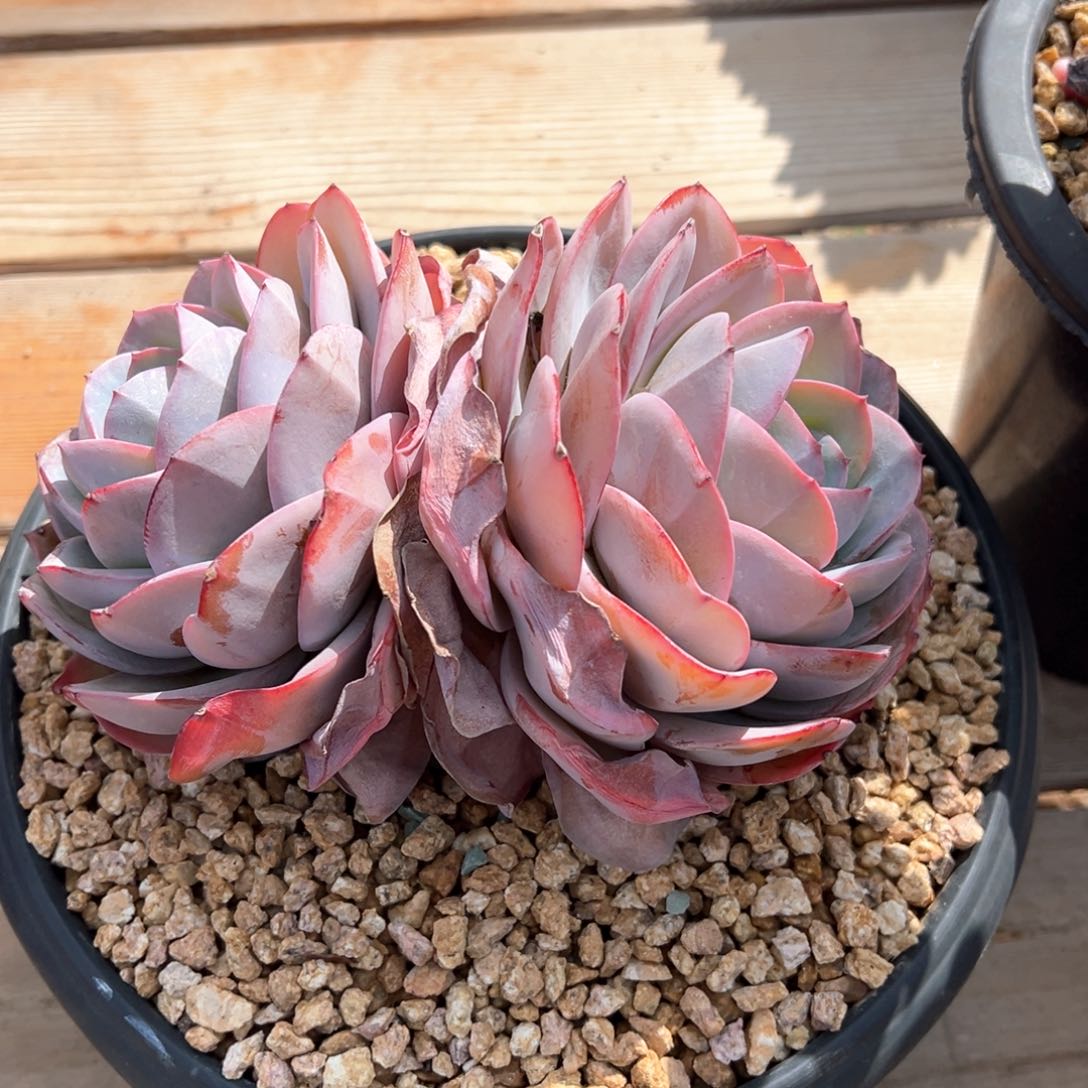 布鲁兰双头多肉植物