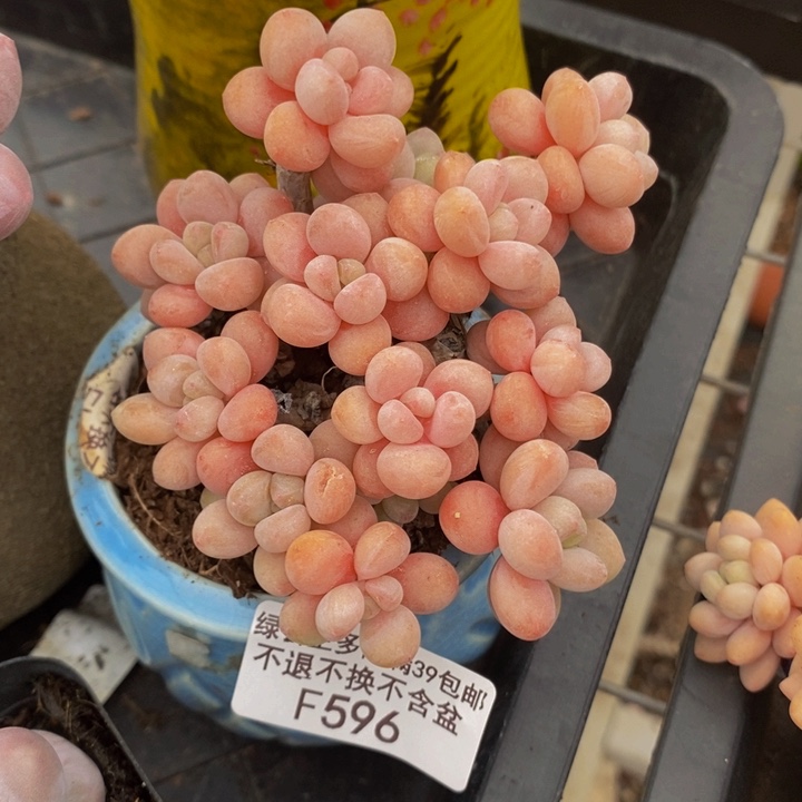 鱼子酱老桩有砍596多肉植物