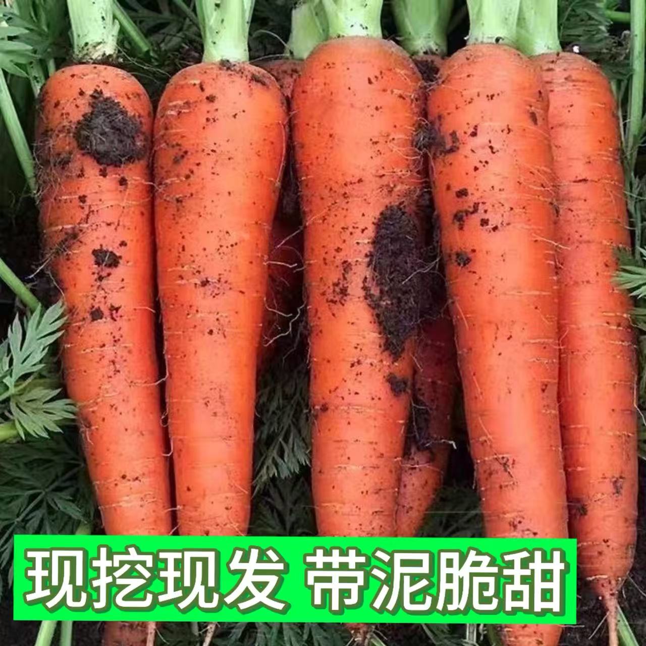 河南老品种沙地胡萝卜现挖霜打菜可生吃脆甜农家自种胡萝卜5/9斤