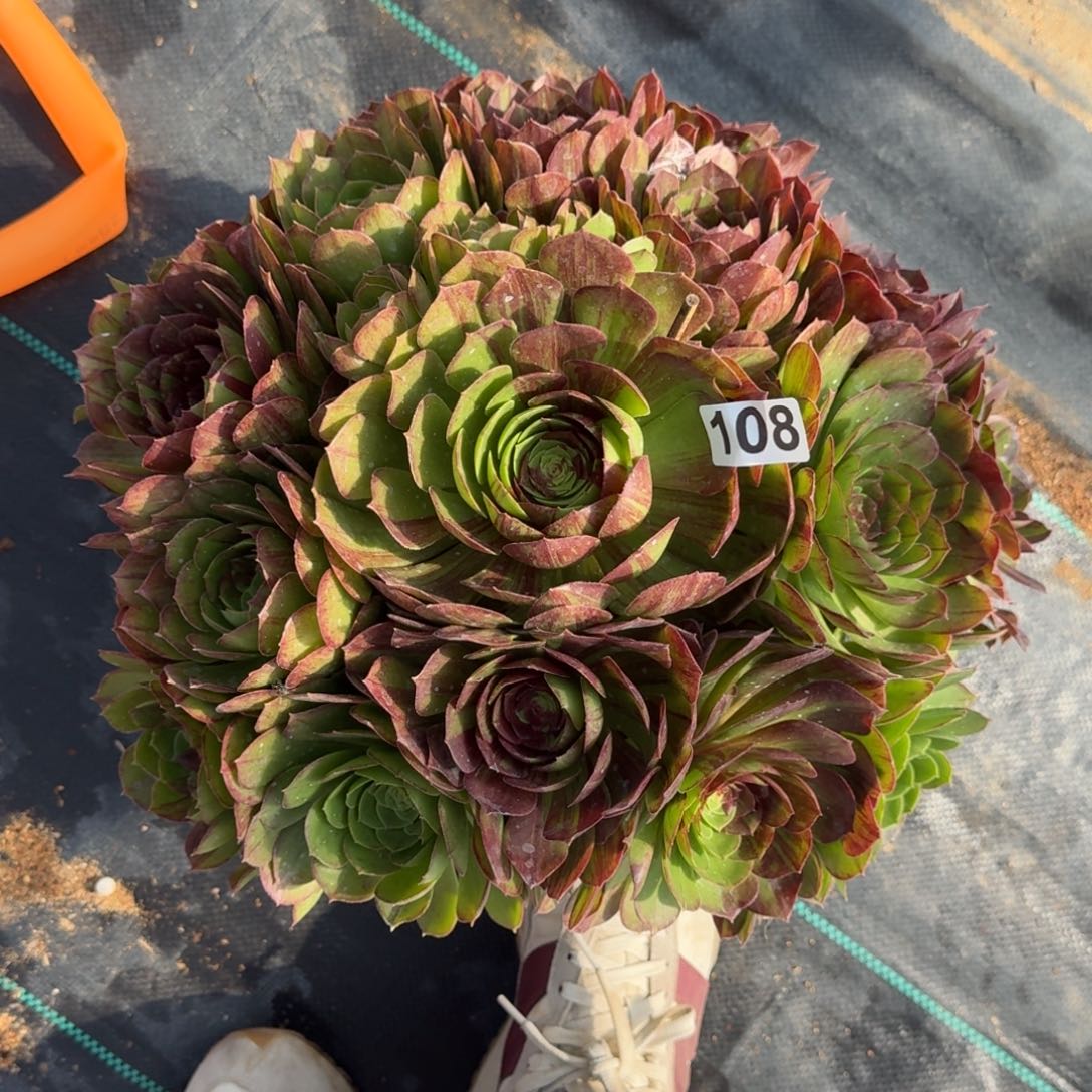 108花月夜多肉植物