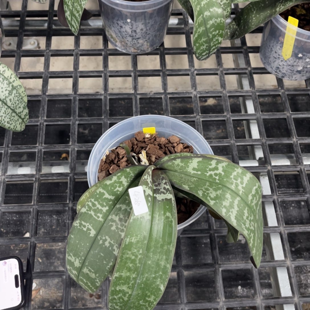 三***开当前无花栽培后可以开花