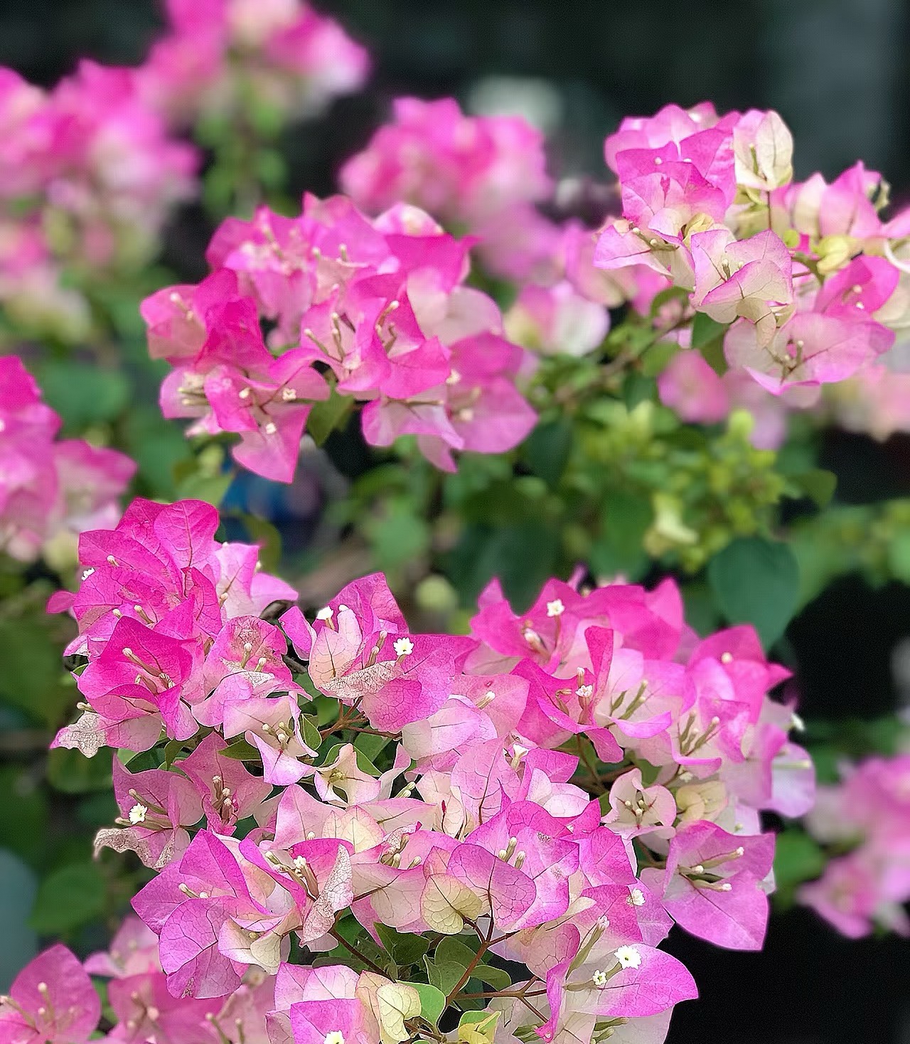 【绿叶樱花0.5加仑】渐变粉白色观赏带盆土三角梅