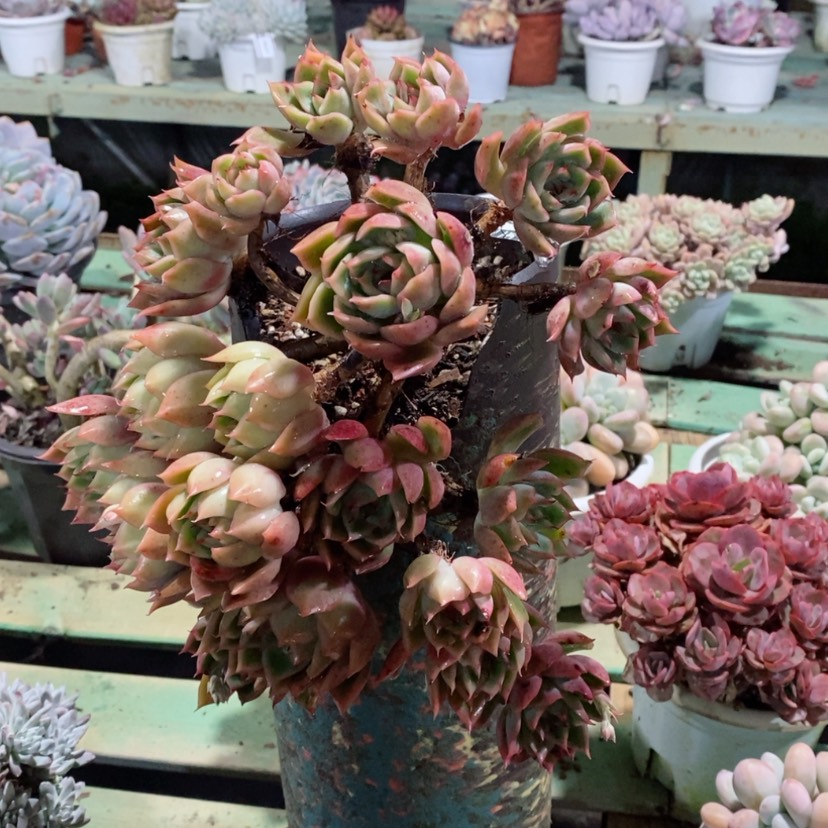 【闪购商品】宝莲灯0929