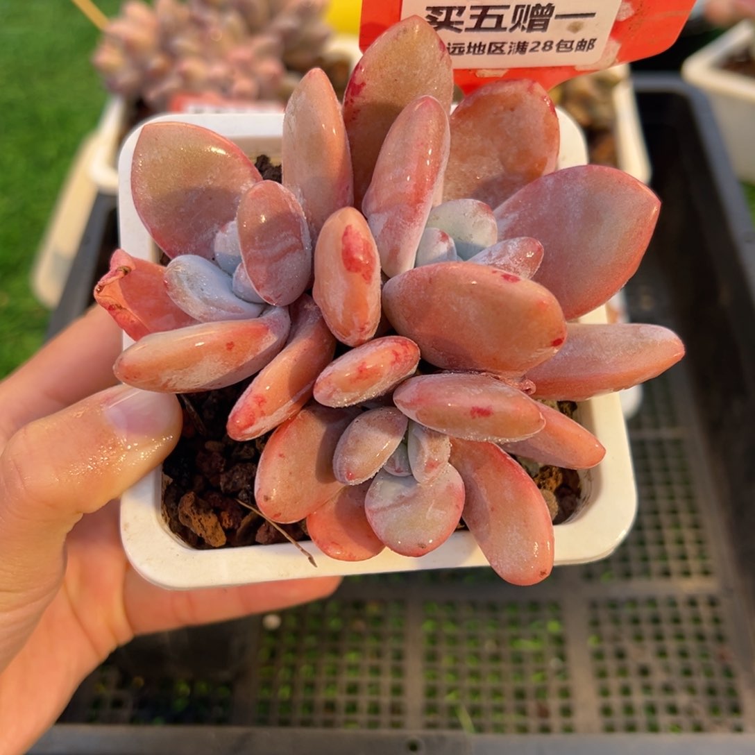 表妹精品多肉1019.