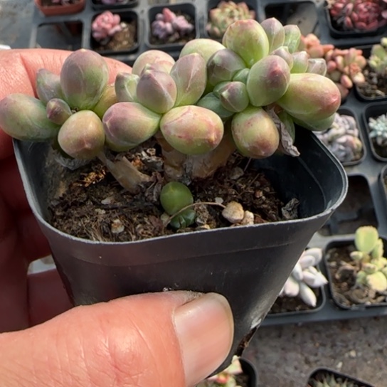 43千代田缀多肉植物多