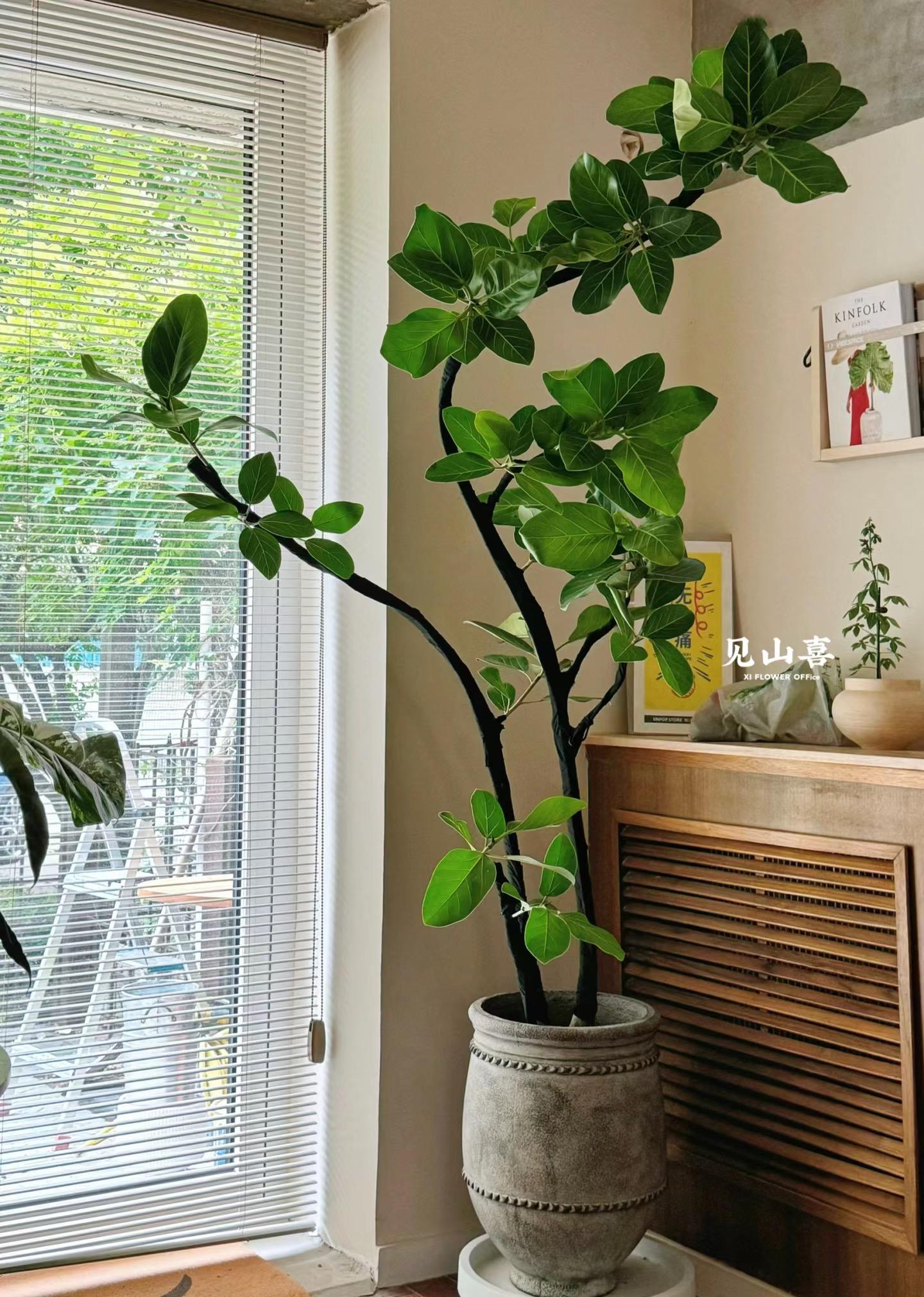 孟加拉榕室内大型绿植盆栽四季常青净化空气