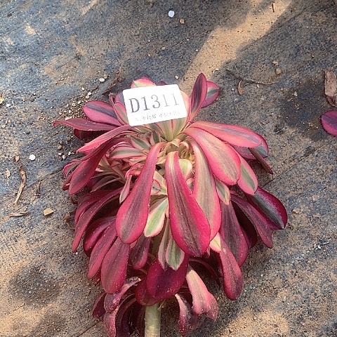 1311香奈儿多肉法师