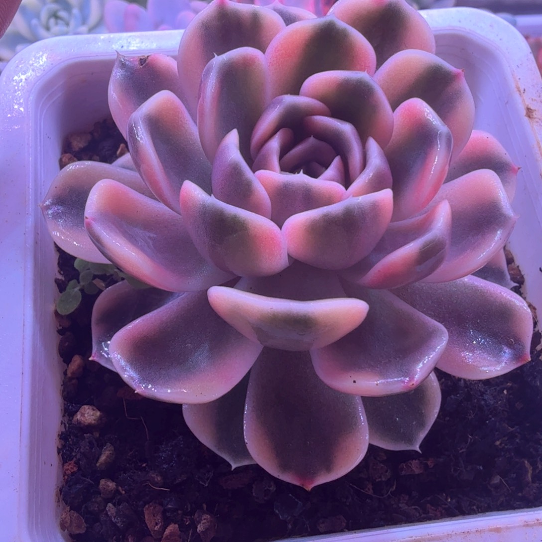 汉堡锦 多肉植物锦