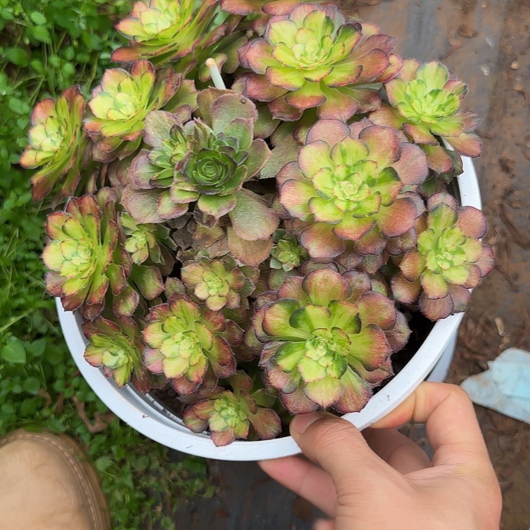 180多肉  龙鳞福利法师