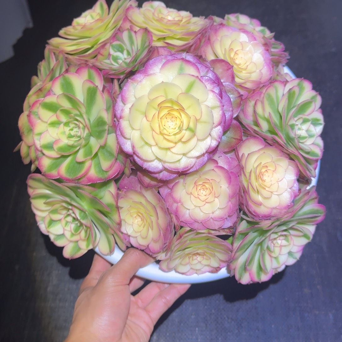 凤***飞gvgvbbbbbbbbbbbhbbbbhb