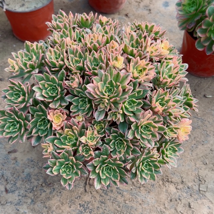 453甜茶多肉植物