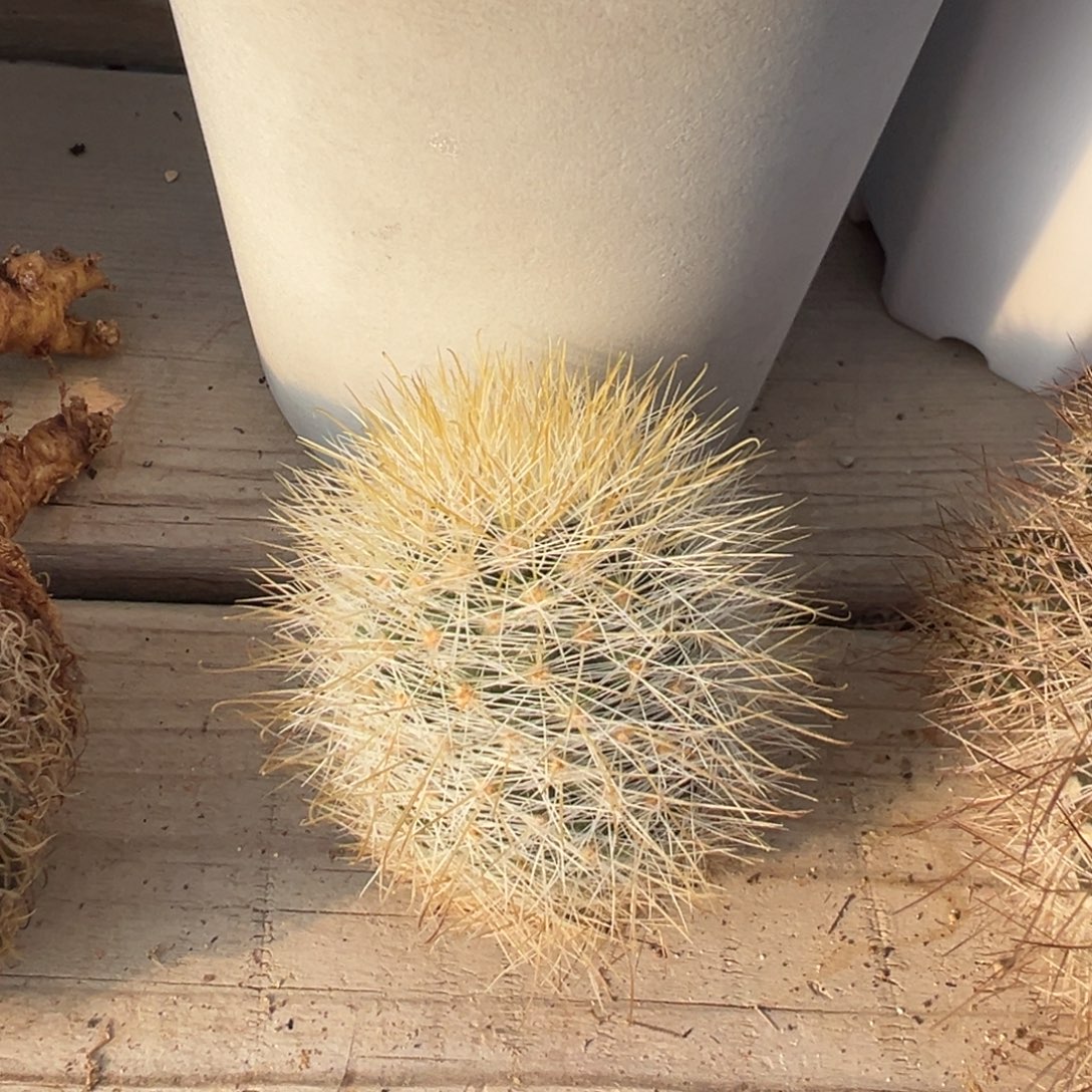 马娜娜仙人球多肉植物