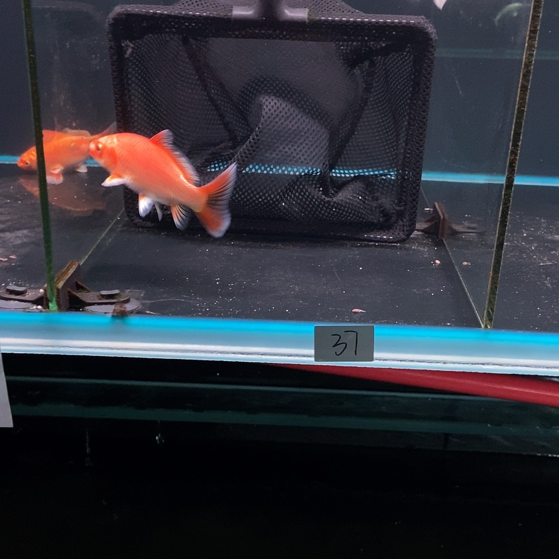 陈***生蝴蝶鲤鱼37号红加白两条