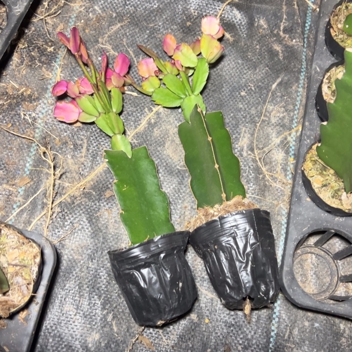 037嫁接多叶片小破苗一颗20
