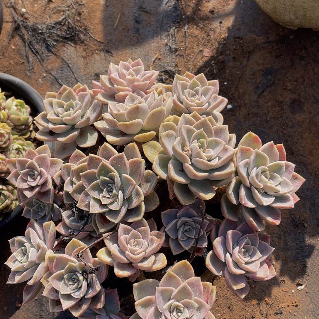 地栽哈利老桩，19,8，掉头不售后